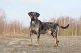 CATAHOULA 038
